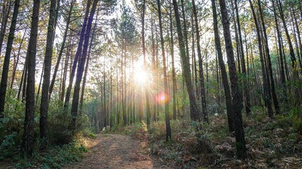 Obraz premium morning in the forest