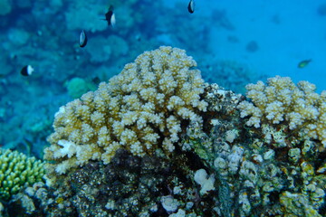 Rasp coral or cauliflower coral, knob-horned coral (Pocillopora verrucosa) undersea, Red Sea,...