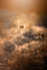 Zimowa łąka i poranne światło, szron i mróz, rośliny w ujęciu makro, efekt bokeh, tło, tapeta do projektu	