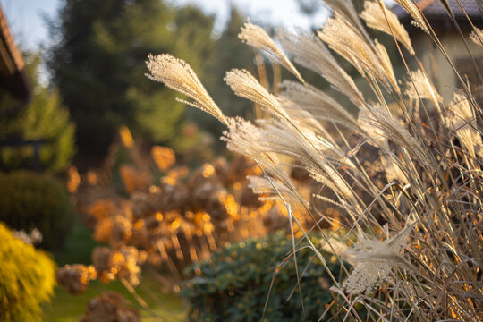 Bukiet trawy 'Little Zebra' Miscanthus sinensis w zimowym ogrodzie przydomowym, tapeta z motywem kwiatowym, tło dla projektu
