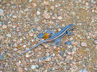 Texas Rose Bellied Lizard in the in the Desert