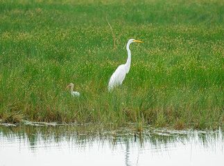 Great Egret and a White Ibis in Wetland Grasses