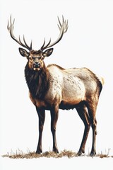 Fototapeta premium White background, realistic hand-drawn sketch of an elk standing and looking at the camera