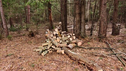 The logs have been sawn into stakes, which are lying on fallen needles at the edge of the forest and will be used as firewood There are trees growing and brushwood lying around Overcast autumn weather