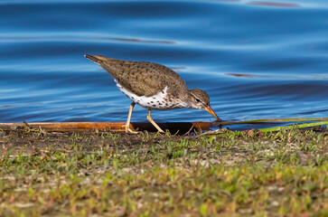 A Spotted Sandpiper bird spots a black beetle in the grass as it walks along a lake shore looking for food.