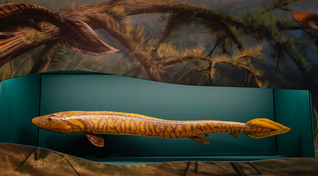 A Model of an Ancient Tetrapod Called Acanthostega on Display in a Museum
