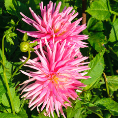 A needle-shaped pink dahlia blooms.