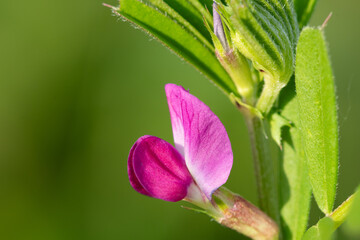 Macro shot of a common vetch (vicia sativa) flower