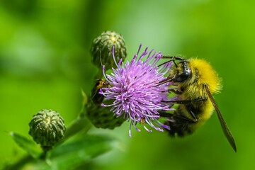 Bee on Thistle, York County Pennsylvania USA