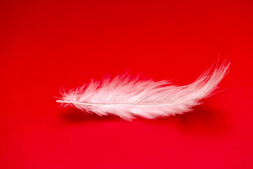 close up white feather  on red background, side view