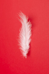 close up white feather  on red background, top view