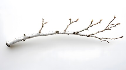 A single, slender birch branch with small buds, isolated on a clean white background.  Its pale bark contrasts beautifully with the dark twigs.