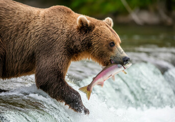 Obraz premium Grizzly bear catches fish in river during summer afternoon near waterfall