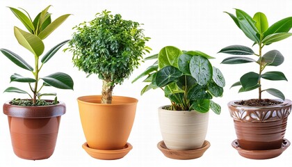 Indoor House Plants in Elegant Ceramic Pots Collection A Beautiful Display of Lush Greenery for Your Home Decor, Perfect for Enhancing Any Living Space with Natural Vibrancy and Style