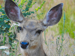 A deer is gazing directly at the camera, surrounded by lush greenery and wildflowers. Its large...