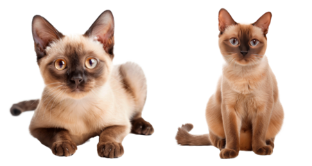 Set of Burmese cat, isolated on transparent background. PNG element.