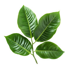 Obraz premium Lush Green Tropical Leaves Branch Isolated Nature Botany Foliage Plant Greenery Or