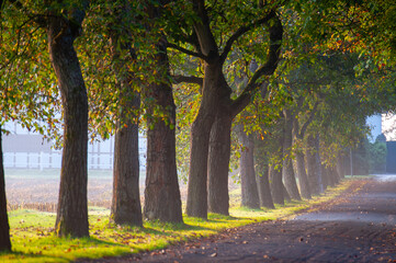 Allee im Sommerlicht