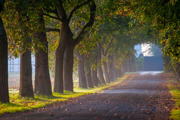 Naklejka premium Allee im Sommerlicht