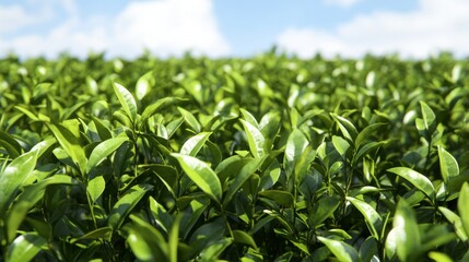 Obraz premium Scenic View of Vibrant Tea Bushes on Rolling Hills