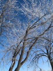 Frozen trees in Quebec, Canada
