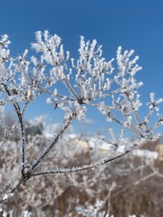 Frozen trees in Quebec, Canada