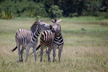 at Tala Game Reserve near Durban, South Africa