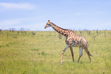 African giraffe walking through the African bush in Tala Game Reserve near Duran, South Africa