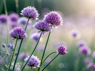 Fototapeta premium field of lavender