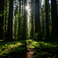 Obraz premium Ethereal Majesty: A Captivating Journey Through an Ef Redwood Forest