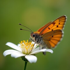 Obraz premium The image is a close-up photograph of a butterfly resting on a white flower. The butterfly has orange wings with black spots and a black body.