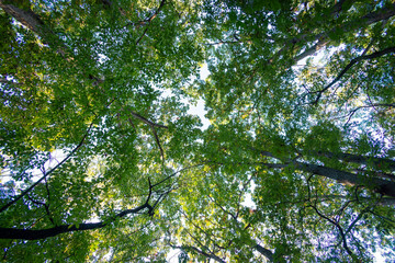 Looking up into a canopy of decidious trees in early fall before the leaves have changed.