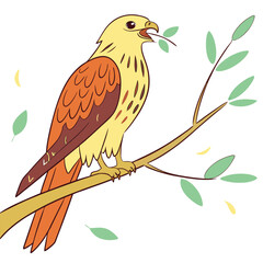 A beaming kite hawk holding a small leaf in its beak