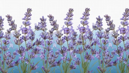 Naklejka premium Seamless Border of Tender Watercolor Lavender Flowers on Transparent Background Perfect for Invitations, Stationery, and Floral Designs