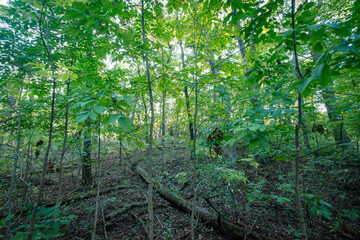 Obraz premium A Wisconsin temperate forest.