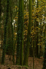 Obraz premium Trees with vines on their trunks in a forest with autumn colors, Santo Tirso, Porto, Portugal