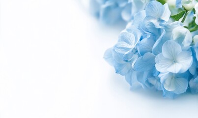 Fototapeta premium A close-up of delicate blue hydrangea flowers on a light background.
