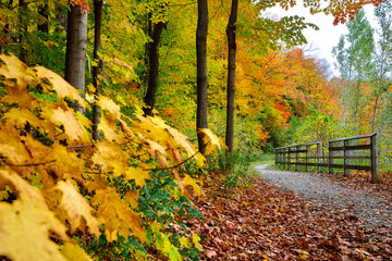Obraz premium Footpath in the park with autumn leaf colour