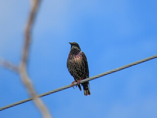 Lonely starling on the wire.