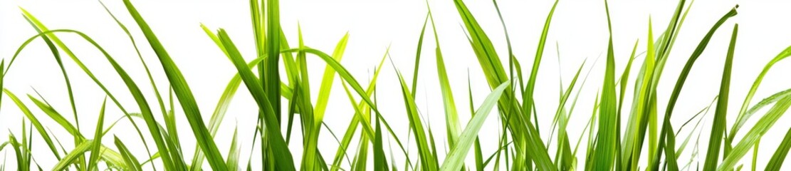 Obraz premium Close-up perspective of a soft grass field