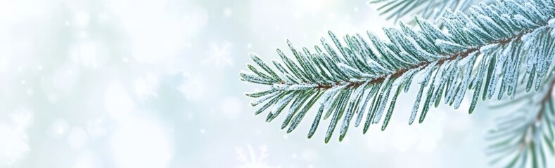 Winter forest covered in snow. Christmas and New Year's enchantment. Detailed view of blue spruce and fir branches. Banner image
