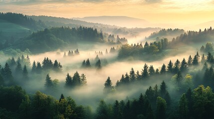 A serene landscape of rolling hills and misty forest valleys.