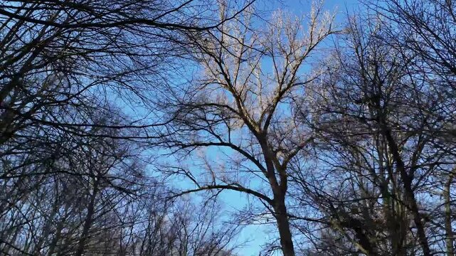 ARBRE IMPOSANT ET RAMIFICATIONS | DRONE 