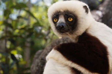 Coquerel's sifaka lemur (Propithecus coquereli), Endemic species, Nature of Madagascar © mirecca