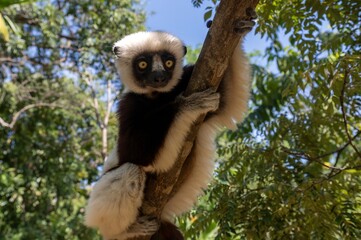 Coquerel's sifaka lemur (Propithecus coquereli), Endemic species, Nature of Madagascar