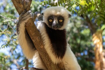 Coquerel's sifaka lemur (Propithecus coquereli), Endemic species, Nature of Madagascar