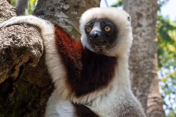 Coquerel's sifaka lemur (Propithecus coquereli), Endemic species, Nature of Madagascar © mirecca
