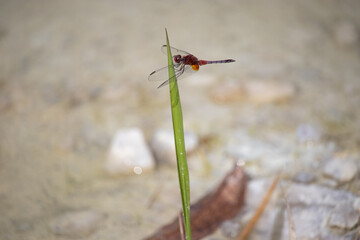 A libélula, também conhecida popularmente como libelinha ou pinga-azeite em Portugal e como lavadeira ou jacinta no Brasil, é um insecto alado pertencente à subordem Anisoptera.