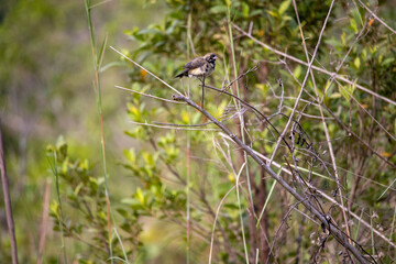 O tiziu é uma ave neotropical da família thraupidae que ocorre do sul do México até o Argentina/Brasil. Observada em todas as regiões do Brasil, sendo muito comum em áreas de vegetação antropomorfizad
