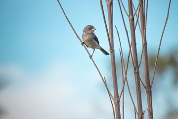 The grey king finch or grey king finch is a species of passerine bird in the family Thraupidae, sometimes also classified as Emberizidae in more recent sources.